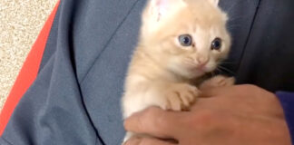 膝の上でじゃれる子猫