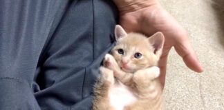 膝でくつろぐ子猫