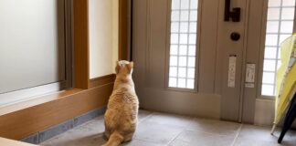 お兄ちゃんを健気に待つ猫