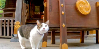 神社の境内を巡回する猫