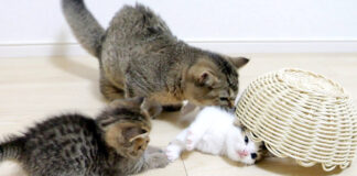 子猫を救出しようとする姉妹猫