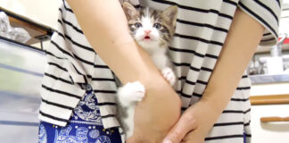 ご飯が食べたい子猫