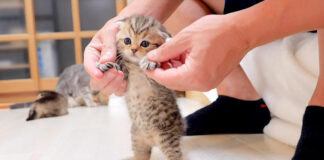 腰ふりダンスを踊る子猫