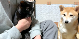 抱っこされる猫
