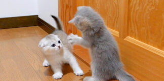 プロレスごっこをする子猫達