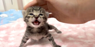 撫でられる子猫