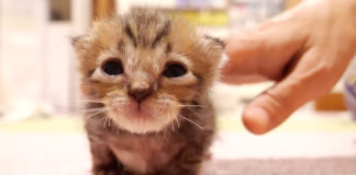 突撃してくる子猫