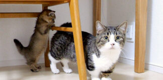 無言の要求をする父猫