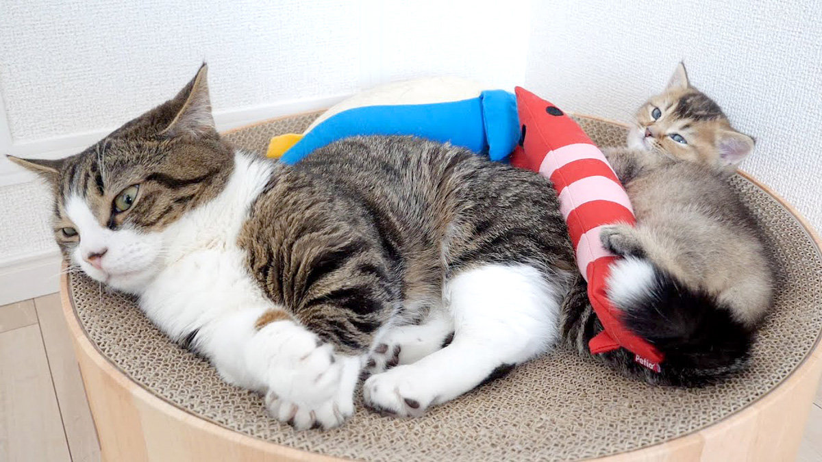 一緒に過ごす父猫と子猫