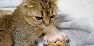 母猫に降参する子猫