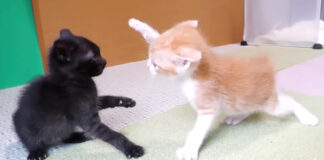 猫パンチ