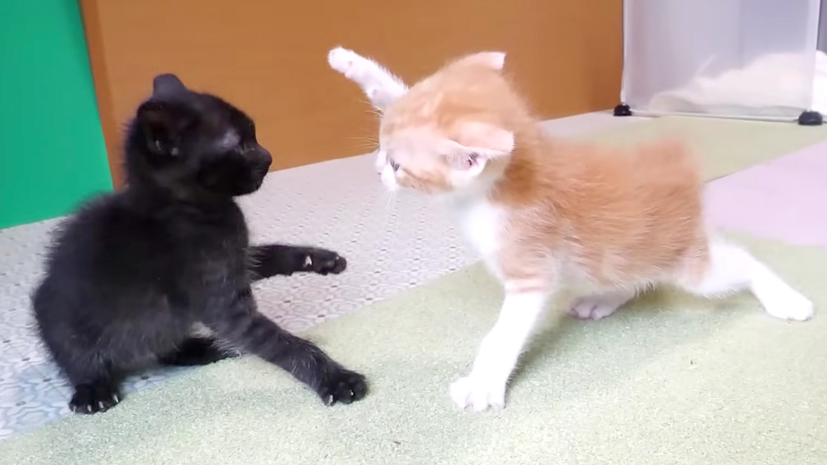 猫パンチ