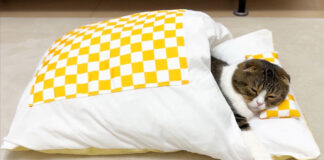布団で眠る猫