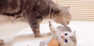 オモチャで遊ぶ子猫