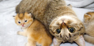 甥っ子を愛さずにはいられない猫