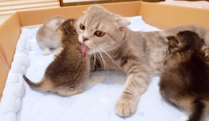 育児疲れの母猫を思いやるかのように、母猫の頭をナデナデする子猫にホッコリ♡ | エウレカねこ部