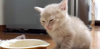 強い眠気に襲われた子猫