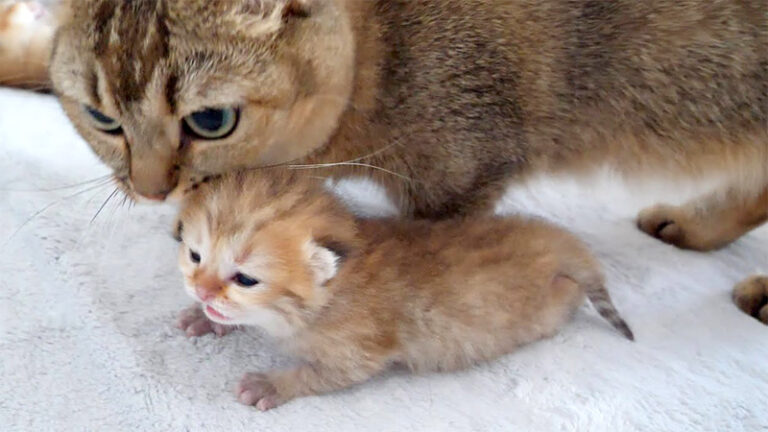 ついに目が開いた子猫達を見守る母猫。癒しが詰まった親子の姿に心が温まる♡ | エウレカねこ部