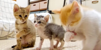 大人ぶりたい子猫