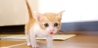 突進してくる子猫