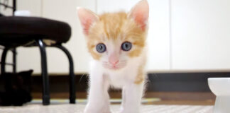 向かってくる子猫