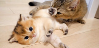 母猫に捕まった子猫