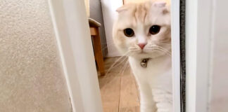お風呂中に知らせに来た猫