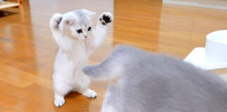 白くまの威嚇ポーズを披露する子猫
