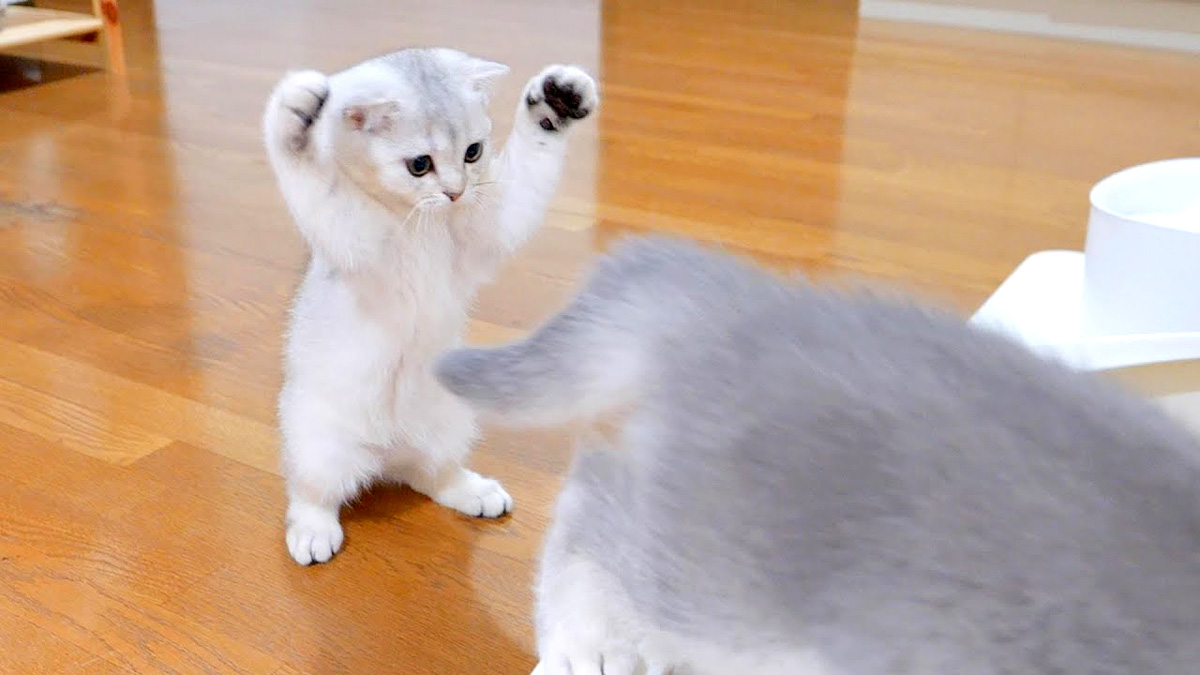 白くまの威嚇ポーズを披露する子猫