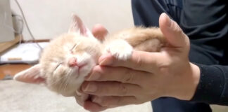 子猫をすくい上げる