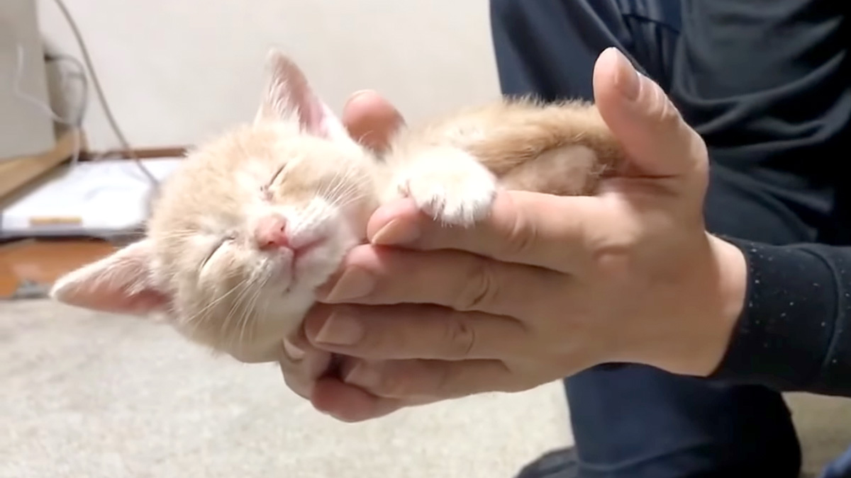 子猫をすくい上げる