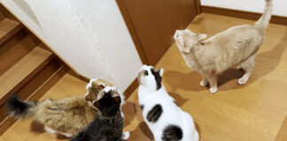 立て籠ったお兄ちゃんを包囲する猫達