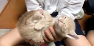手の中で爆睡する子猫