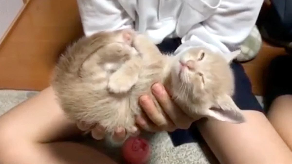 手の中で爆睡する子猫