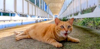 よく喋る猫