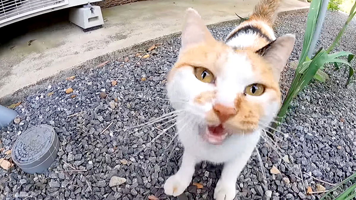 庭に遊びに来るようになった猫さんが、「ついて来て」と話しかけてきたのでついて行ってみると…♡ | エウレカねこ部