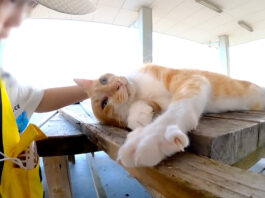 女の子に撫でられる猫
