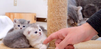 うたた寝する子猫達