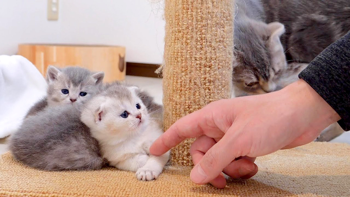 うたた寝する子猫達