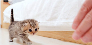 近づいてくる子猫