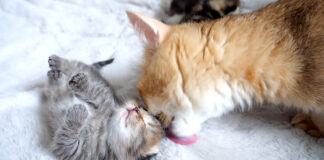 母猫に起こされる子猫