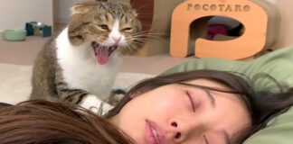 飼い主さんを起こす猫
