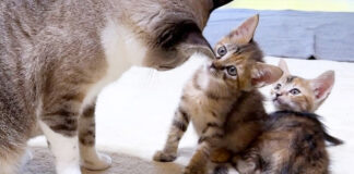 子猫と先住猫のご対面