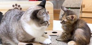 ご対面する猫達