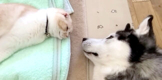 猫を起こす犬
