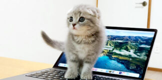 パソコンに乗る子猫