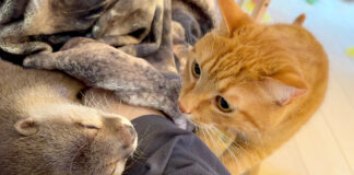 カワウソを遊びに誘いに来た猫
