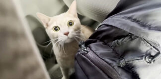テンションがMAXになった猫