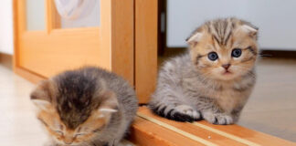 お昼寝する子猫