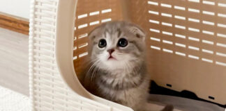 家に来た子猫